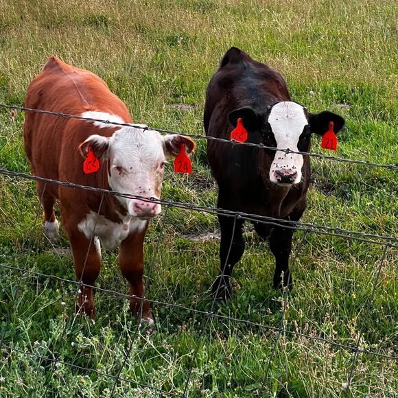 Jewelry - These young ladies know how to rock their earrings!